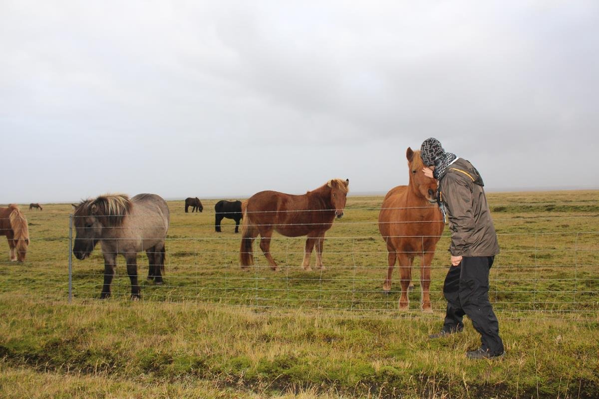O que fazer na Islândia e dicas para conhecê-la cavalos islandeses